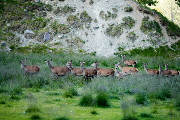 Deer in Hemsedal, Norway. Deer are running freely in the wild mountains of Hemsedal. 