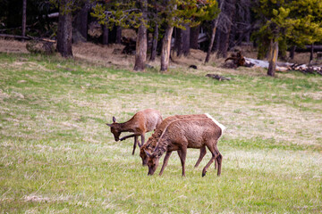 Female elk (Cervus elaphus) feeding in Yellowstone Park, Wyoming in the springtime