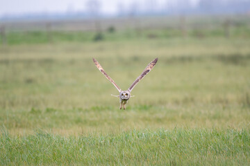 Short eared owl Asio flammeus flying towards camera over grass fields
