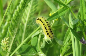 Yellow zygaena caterpillar on grass in the garden, closeup
