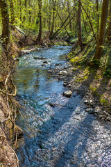 Small river with rapids in a forest setting