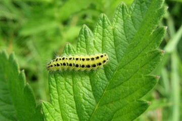 Yellow zygaena caterpillar on green leaves background in the garden, closeup