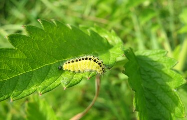Yellow zygaena caterpillar on green leaf in the garden