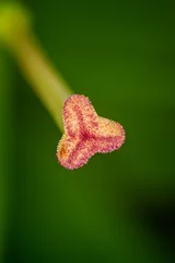 Fotobehang Extreme close up of stam of garden lily against green backgroung © Nigel