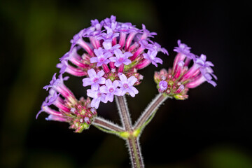 Close up of cluster of pinl verbena flowers on top of flower spike