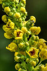 Obraz premium yellow flower
