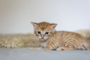 Obraz premium Sehr junges Kitten