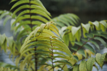Fern leaf close up with selective focus. Natural background from fern leaves.
