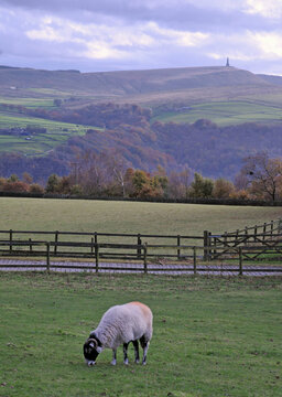 horned sheep grazing in a field with the calder valley and stoodley pike moor in the background