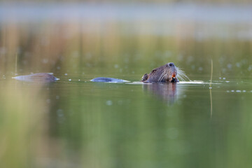 muskrat in the water