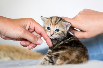 Junges Kitten wird gestreichelt