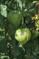 Pomodori in maturazione