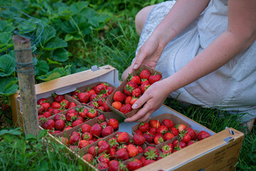 Female farmer with strawberry crop - 443306702