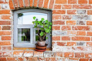 vintage wooden window in the red brick wall, flower in a flat