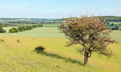 British spring landscape with small tree in the foreground.