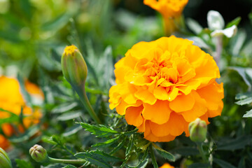 Orange flower Tagetes close-up, use as background or texture