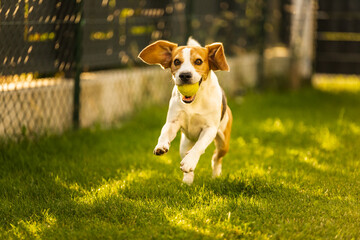 Beagle dog fun in garden outdoors run and jump with ball Dog theme.