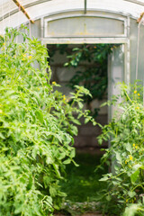 Ripening green tomatoes on branches in the garden