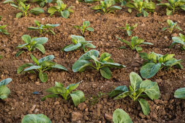 Fresh cabbage from farm field. View of green cabbages plants. Organic farming.