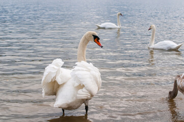Naklejka premium white swans group on the lake swim well under the bright sun