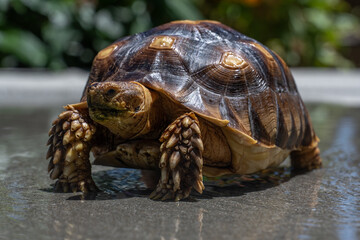 Desert Tortoise standing in water.