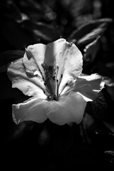 Fototapeta na wymiar Azalea flower closeup black and white artistic shot