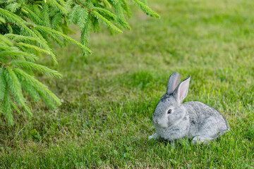 cute gray animal funny bunny on a background of green grass and clovers in the afternoon in summerr. High quality photo