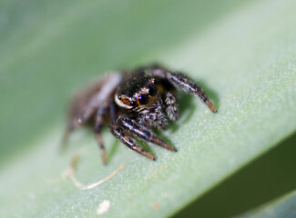 pequena aranha