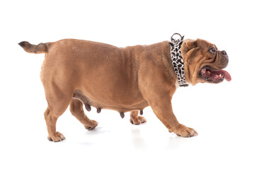 Portrait of an american bully dog