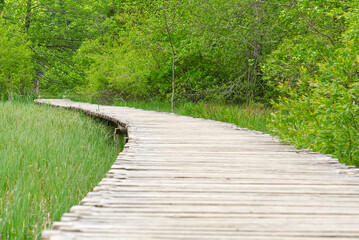 View of wooden deck among tall green grass with rock behind and bushes in Plitvice Lakes National Park in Croatia. lifestyle, walking in park, healthy vacation. wallpaper, postcard