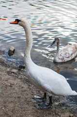 White swan onlake shore. Swan on beach. Swan on shore