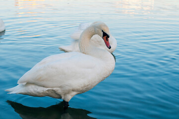 White swan onlake shore. Swan on beach. Swan on shore