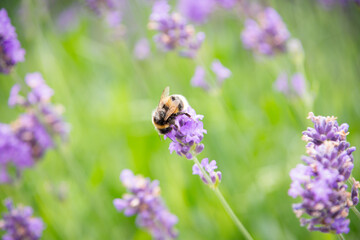 Bumblebee on beautiful lavender flowers