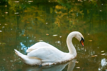 Fototapeta premium A white majestic swan floats in front of a wave of water. Young swan in the middle of the water. Drops on a wet head.