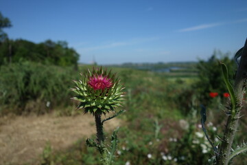 thistle flowering stages with purple flower