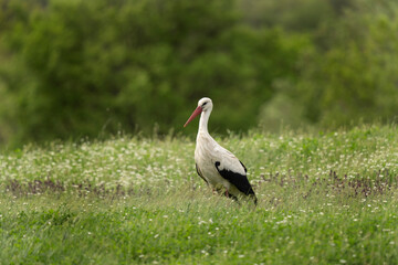 White stork looking for food in the meadow. Stork during summer migration in the Bulgaria. Summer in the Rhodope mountains. 