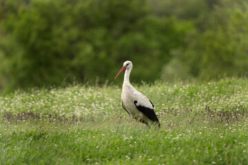Obraz na płótnie Canvas White stork looking for food in the meadow. Stork during summer migration in the Bulgaria. Summer in the Rhodope mountains. 