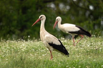White stork looking for food in the meadow. Stork during summer migration in the Bulgaria. Summer in the Rhodope mountains. 