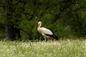 White stork looking for food in the meadow. Stork during summer migration in the Bulgaria. Summer in the Rhodope mountains. 
