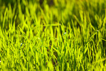 Green juicy young grass close-up. Use as texture or background