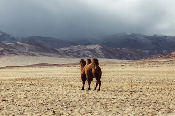 Fototapeta na wymiar A camel in the Mongolian steppe. Mountain view.