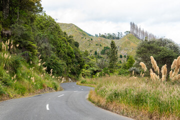 Curvy street in Whanganui, New Zealand