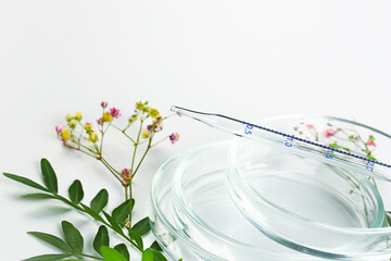 Petri dish with pipette and flowers. laboratory botanical background. laboratory clinical...