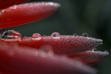 gotas de agua, lluvia sobre flores rojas de aloe vera, close up macro, luz mañana frio invierno