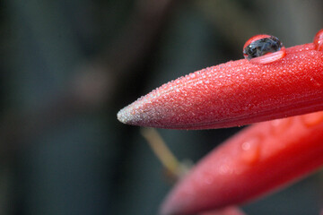 gotas de agua, lluvia sobre flores rojas de aloe vera, close up macro, luz mañana frio invierno