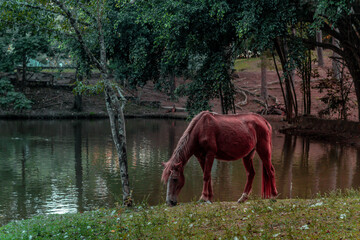 Caballo en CHALATENANGO EL SALVADOR
