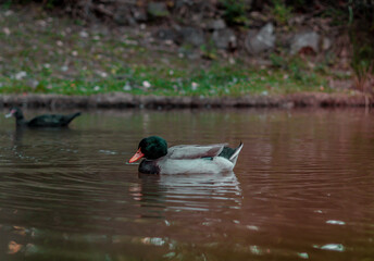 Patos en Parque Entre Pinos Chalatenango  El Salvador