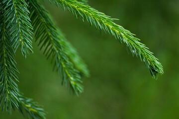 green twigs of spruce on the background of green nature © Paulina