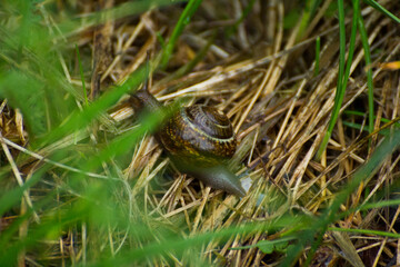 brown snail in the dry grass © Paulina