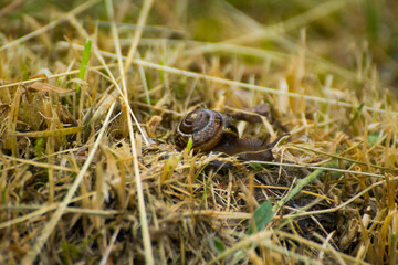 brown snail in the dry grass © Paulina